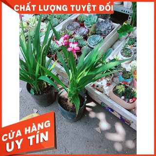Cây Địa lan, lan đất hay lan chu đinh
