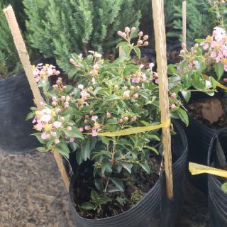 Cây hồng ngọc mai (Cây Sơ ri cảnh)