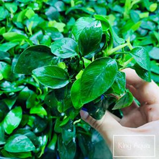 Cây thủy sinh Ráy lá thường (Chỉ ship miền Bắc và đầu miền Trung)