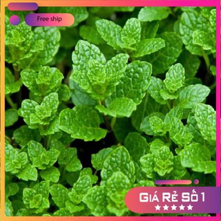 Hạt giống Húng Bạc Hà, Húng Lủi (0.1g)