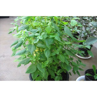 HẠT RAU KINH GIỚI - GÓI 1 GRAM