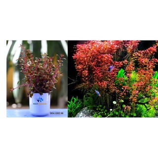 Cây Thủy Sinh: Tân Đế Tài Hồng