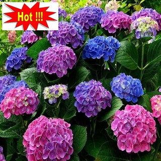Hạt giống Cẩm tú cầu mix (10 hạt)