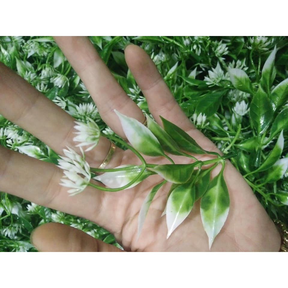 CỎ ĐIỂM KÝ - ĐIỂM HOA LÁ