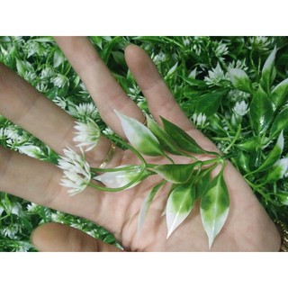 CỎ ĐIỂM KÝ - ĐIỂM HOA LÁ