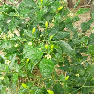 Cây giống ớt chỉ thiên đang ra hoa