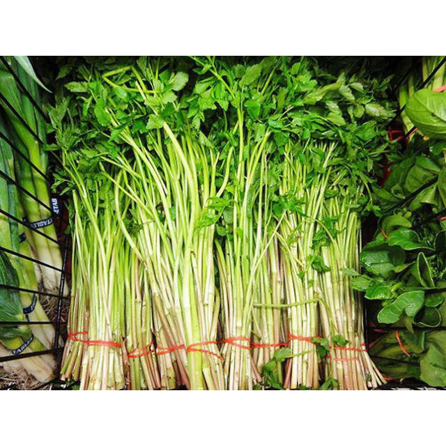 Cây rau cần ta rau cần nước, hương cần, hồ cần - trồng châu ổn định- thu hoạc quanh năm- tên khoa học Oenanthe javanica