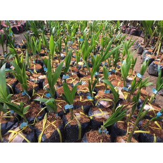 Cây dừa xiêm lùn