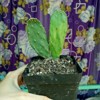 Xương rồng tai thỏ