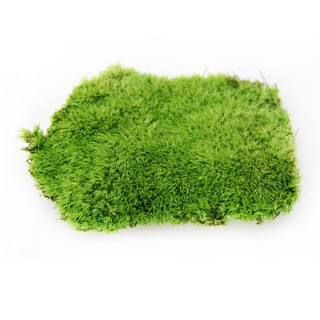 Rêu đuôi sóc khô (tưới nước là xanh tươi lại) đóng hộp chuyên dụng làm lớp phủ trang trí chậu cảnh, bonsai