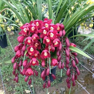 củ địa lan santo đã kích mầm hoa