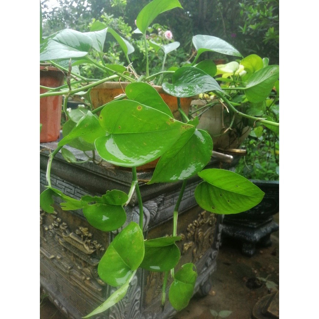 Cây Trầu Bà Leo