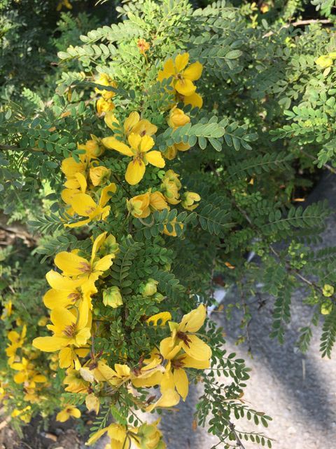 Mai Kim Hoàng... siêu hoa