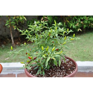 Hạt giống ớt chỉ thiên