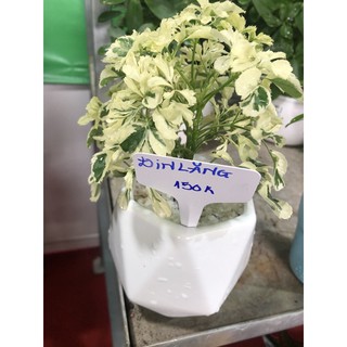 Cây Đinh lăng trắng/ Cây gỏi cá/ cây nam dương sâm