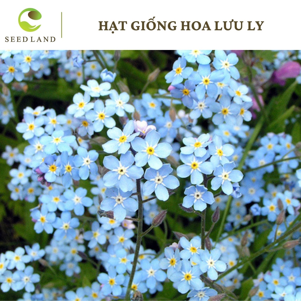 Hạt giống hoa lưu ly - 50 hạt nhập khẩu Seed Land