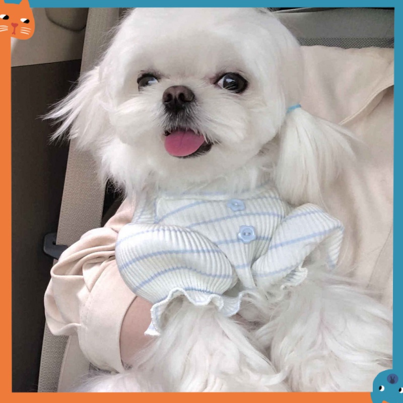 Áo Thun MùA Hè Cho Thú Cưng