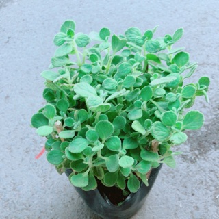 Nhất Mạc Hương (sen thơm) kèm chậu sứ