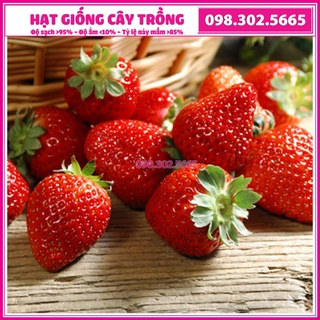 Hạt giống dâu tây đỏ F1 chịu nhiệt - Túi 100 hạt - hạt chất lượng cao, nảy mầm tốt