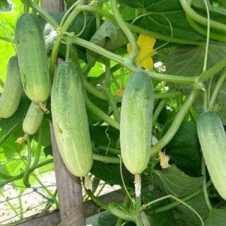 Dưa chuột thái lan dòn