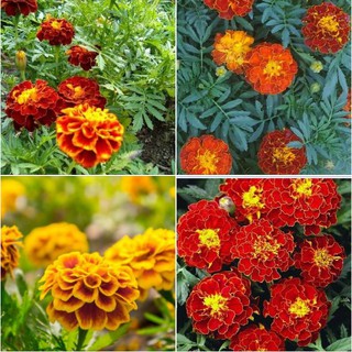 Combo 5 gói Hạt giống hoa Vạn Thọ lửa ( tặng kèm 1 gói kích thích nảy mầm  )