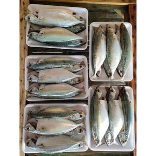 Cá Bạc Má Tươi,1kg[Ship hỏa tốc Hà Nội]