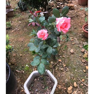 Cây hoa hồng màu hồng cánh sen