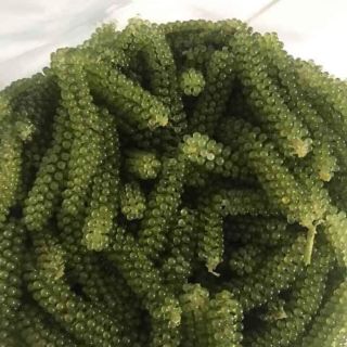 Rong nho biển gói 500gr