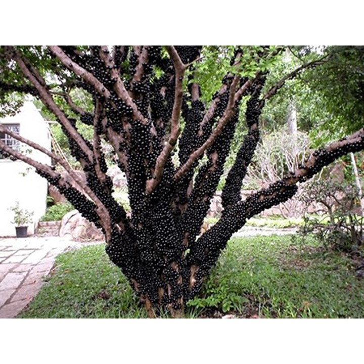 HẠT GIỐNG CÂY HOA THÂN GỖ CÁC LOẠI - 1 Gói