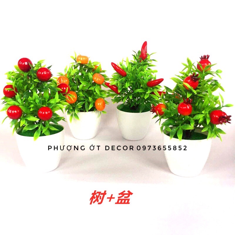 🍀 Chậu quả sơ ri, quả tắc, quả chanh, quả ớt giả