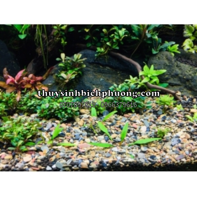 SẠN SUỐI 7 MÀU - SỎI SUỐI THIÊN NHIÊN - TRANG TRÍ TRẢI NỀN ĐƯỜNG ĐI BỐ CỤC SIÊU ĐẸP