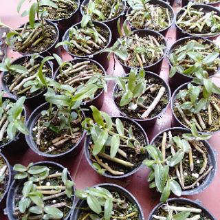 Hoa phong lan phi điệp ươm kie