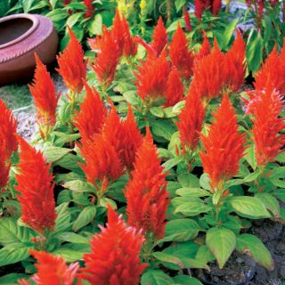 HẠT GIỐNG HOA MÀO GÀ LỬA ( CELOSIA PLUMOSA )