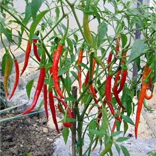 30 Hạt giống Ớt chỉ địa