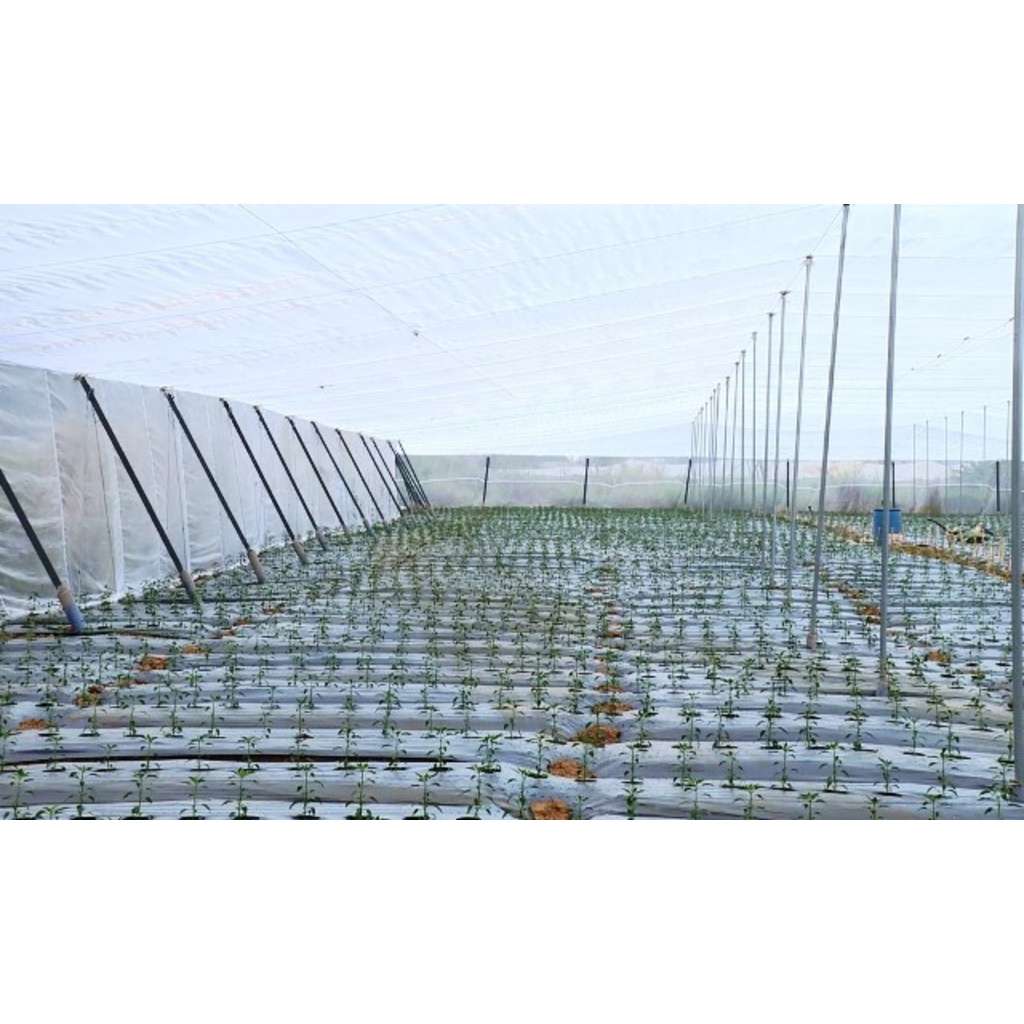 Lưới chắn côn trùng trồng rau- cây ăn trái khổ ngang 4m loại 20 mesh