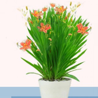 Cây Lan Rẻ Quạt còn gọi Xạ Can, Lưỡi Đồng, Rẻ Quạt thuộc họ Diên Vĩ