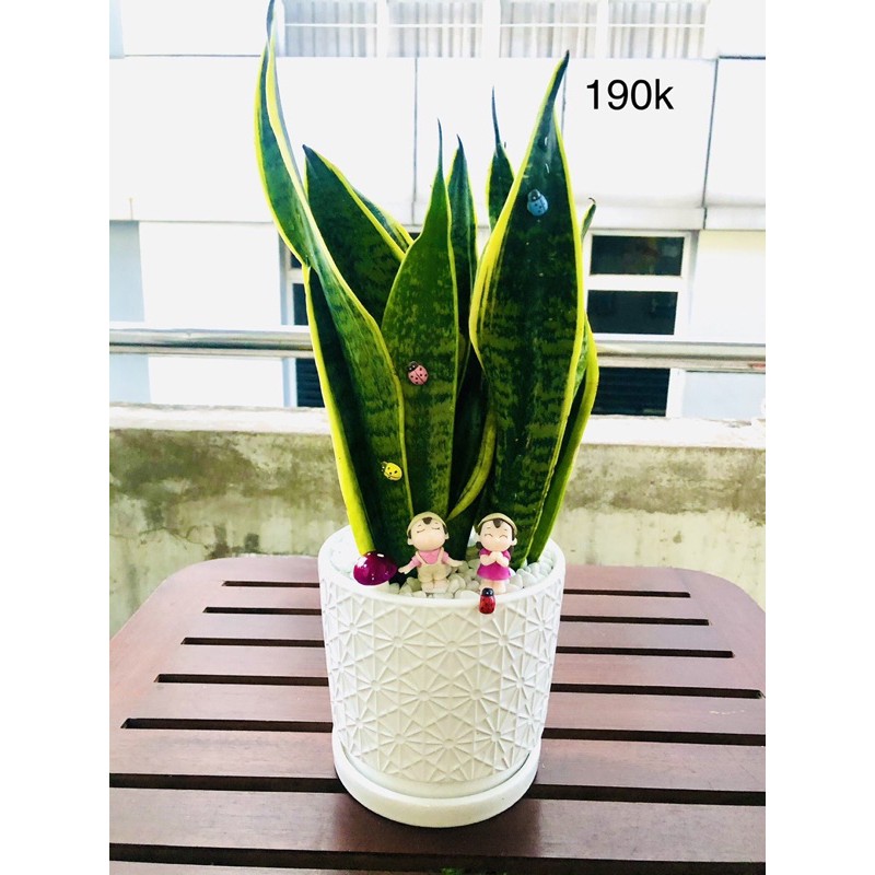 Chậu lưỡi hổ lớn để bàn