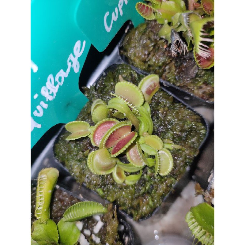 Cây Bẫy Kẹp - Venus flytrap Coquillage [Hung Garden]