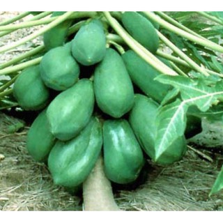 10 HẠT GIỐNG ĐU ĐỦ THÁI QUẢ DÀI