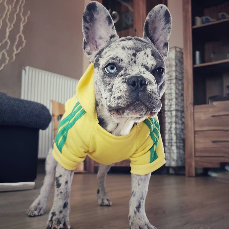 Áo Hoodie MùA Đông ThờI Trang Cho Thú Cưng