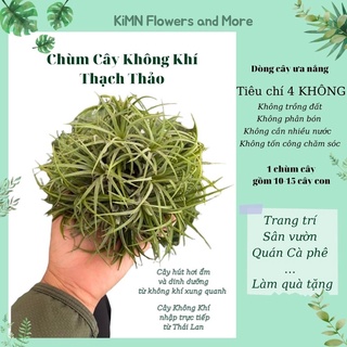 Cây cảnh treo - Chùm cây không khí Thạch Thảo, cây không khí Thái Lan lọc không khí