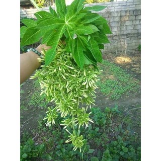 Hũ 300gr Hoa Đu Đủ Đực Phơi Khô Sạch