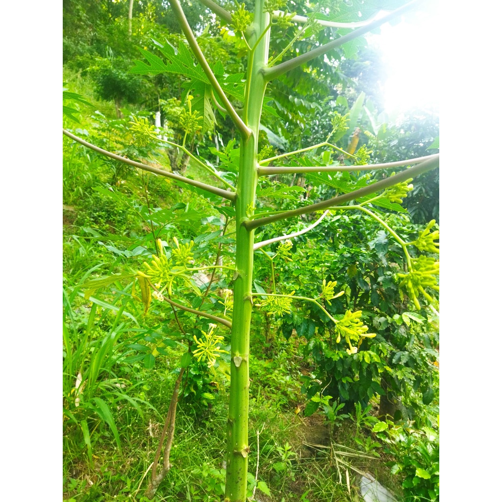 Hoa đu đủ đực khô ⚡ ĐẢM BẢO CHẤT LƯỢNG ⚡ 500gr hoa đu đủ đực khô nhà làm 100% nụ, hoa, không lẫn tạp chất