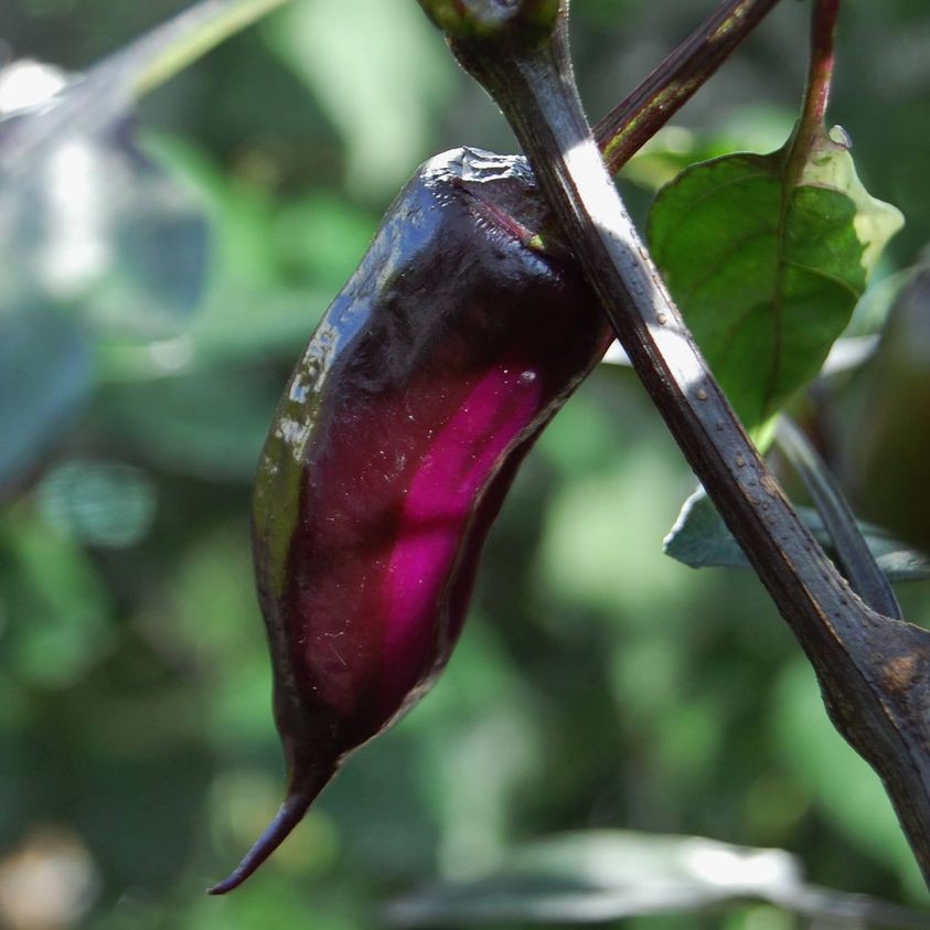 Hạt giống ớt Purple Tiger x Jalapeno V2 (No Variegated, Big Pod)