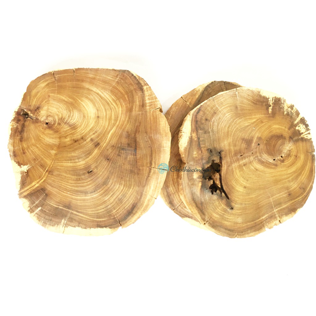 Khoanh gỗ lũa size to gỗ me tây / bình linh dùng trang trí, decor vintage, chụp ảnh KT 18-25cm
