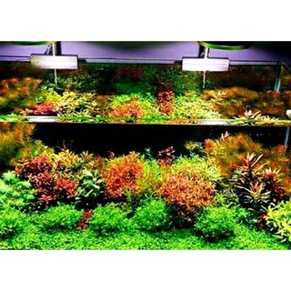 25 cây thủy sinh cắt cắm không cần CO2