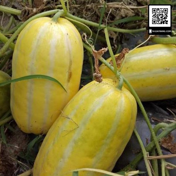 Hạt giống dưa lê Hàn Quốc Tossa, gói 5 hạt