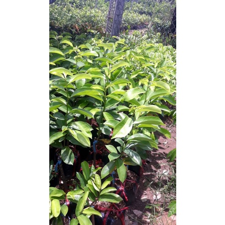 Mảng cầu xiêm