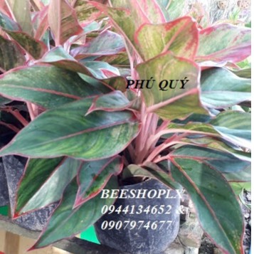 CÂY PHÚ QUÝ - THỊNH VƯỢNG