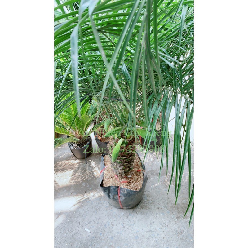 Cau Nga Mi Có Hoa Lớn